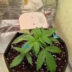 auto-new-york-city-fem-pyramid-seeds.jpg