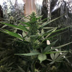 auto-new-york-city-pyramid-seeds.jpg
