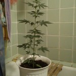 Auto_White_Widow_Pyramid_Seeds.jpg