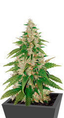 Gelato fem ( Cali Buds Seeds) семена конопли