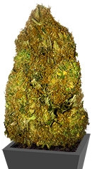 Skunky Monkey Auto fem семена конопли