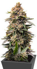 Grease Monkey Autoflower fem (Easy Grow Seeds) семена конопли