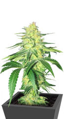 Godzilla Original Glue GG#4 fem (Herbies Seeds) семена конопли