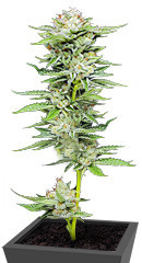 Durban Poison Auto fem (Humboldt Seed Company) семена конопли