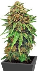 Critical fem (Royal Queen Seeds) семена конопли