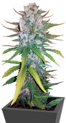 + Speed Auto fem (Sweet Seeds) семена конопли