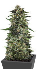 Bruce Banner #3 Fast fem (Original Sensible Seeds) семена конопли