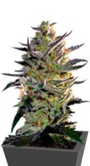 Blueberry OG от Barney's Farm семена конопли