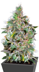 Magic Bud fem (Paradise Seeds) семена конопли