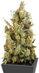 Blueberry Cheese fem (Barneys Farm) семена конопли