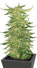 Mimosa Evo fem (Barneys Farm) семена конопли