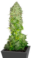 Big Bang fem (Green House Seeds) семена конопли