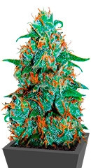 Critical Neville Haze Auto fem (Delicious Seeds) семена конопли