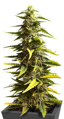 Sour Diesel Auto fem (Herbies Seeds) семена конопли