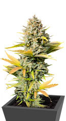 Dozy Sith fem (AlphaFem Seeds) семена конопли