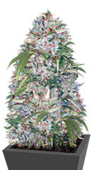 Auto Big Angel fem (Victory Seeds) семена конопли
