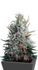 Eleven Roses fem (Delicious Seeds) семена конопли