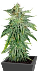 Durban Poison fem (Dutch Passion)