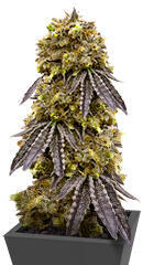 La Calma Autoflower fem (Easy Grow Seeds) семена конопли