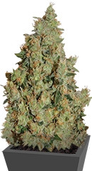Tangerine Dream fem (Barney's Farm) семена конопли