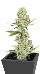 Kali Banner fem (AlphaFem Seeds) семена конопли