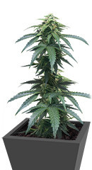 Roze Runtz fem (AlphaFem Seeds) семена конопли