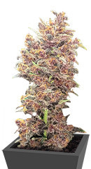 Purple Lemonade FF fem (FastBuds) семена конопли