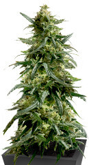 Gary Payton fem (Barney's Farm) семена конопли