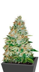 Gorilla Glue (Monster Genetics) семена конопли