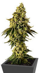 Peach Cake by Cookies fem (Silent Seeds) семена конопли