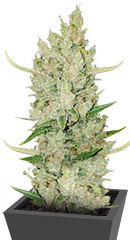 Original Auto Sour Diesel fem (FastBuds) семена конопли