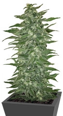 Rishi Kush regular (Mandala Seeds)