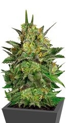 Haze Berry fem (Royal Queen Seeds) семена конопли