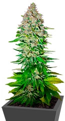 Jack 47 fem (Sweet Seeds)