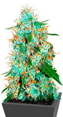 Critical Neville Haze 2.0 fem (Delicious Seeds) семена конопли