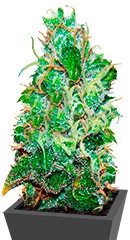 Fruity Chronic Juice fem (Delicious Seeds) семена конопли