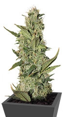 Blackberry auto fem (FastBuds) семена конопли