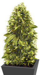 Jack Hammer (Jack Herer) fem (Victory Seeds)
