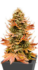 Watermelon Zkittlez fem семена конопли