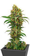 I'm Alive fem (AlphaFem Seeds) семена конопли