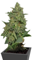 Original Cheese (IBL) fem семена конопли