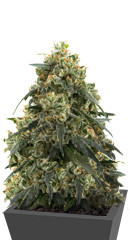 Russian Gold fem (Anaconda Seeds)