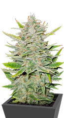 Sweet ZZ Automatic fem (RQS) семена конопли