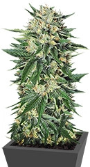 Dr. Greenthumb’s Em-Dog by B-Real fem (Humboldt Seeds)