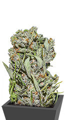 White Critical Express (Kalashnikov Seeds) семена конопли