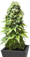 White Widow fem (Green House Seeds) семена конопли
