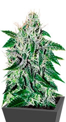Critical Jack Herer fem (Delicious Seeds) семена конопли