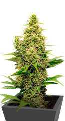 Monster Pebbles (Monster Genetics) семена конопли