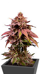Persian Pie fem (Green House Seeds) семена конопли