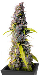 Northern Lights Auto fem (Herbies Seeds) семена конопли